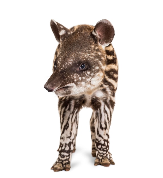 Maand oude Braziliaanse tapir staande voor witte achtergrond