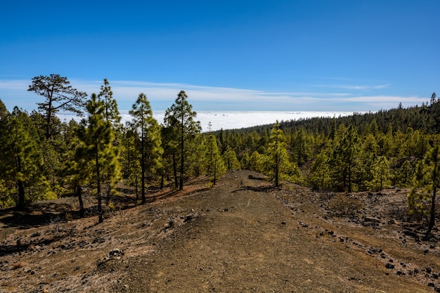 Maanlandschap in de vallei van de Teide-vulkaan Tenerife, Canarische Eilanden, Spanje