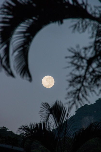 Maanondergang met silhouet van bomen in de buurt van Copacabana Rio de Janeiro Brazilië