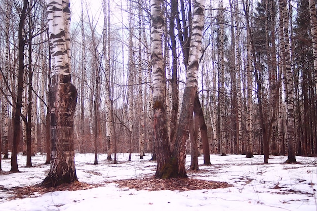 Maart berkenbos, abstract wazig landschap in het bos