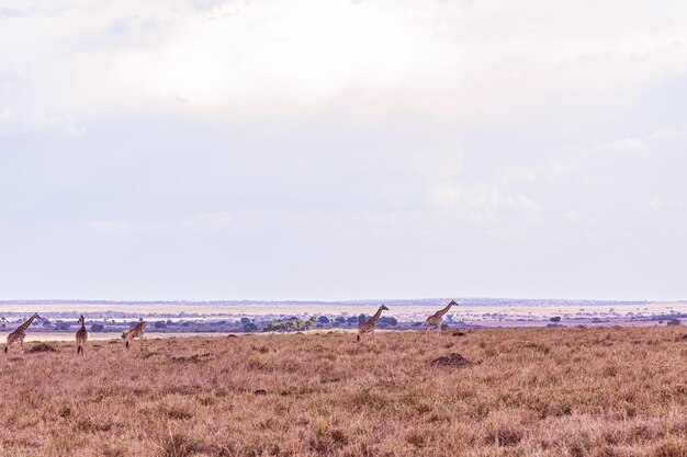 Photo maasai giraffe wildlife animals mammals savanna grassland maasai mara national game reserve park nar