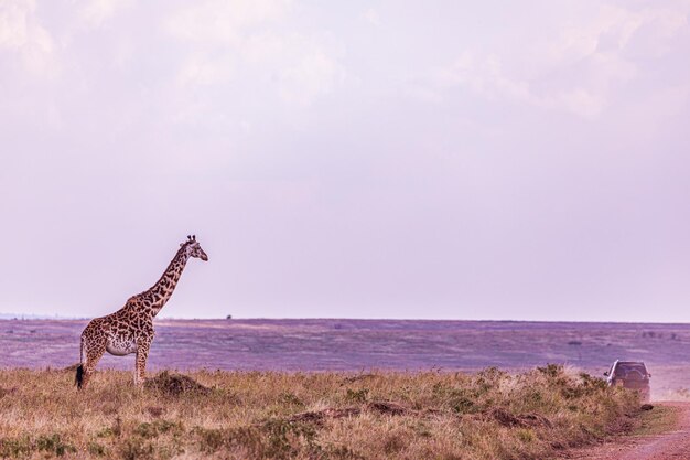 Maasai Giraffe Wildlife Animals Mammals Savanna Grassland Maasai Mara National Game Reserve Park Nar