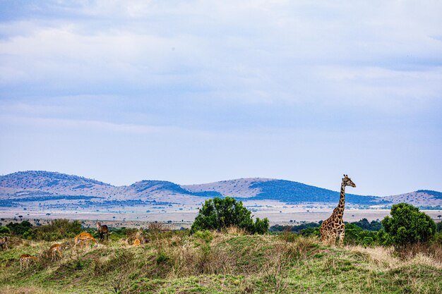 Maasai giraffe wildlife animals mammals savanna grassland maasai mara national game reserve park nar