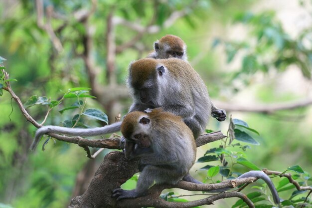 Macaca fascicularis ngarai sianok west sumatra