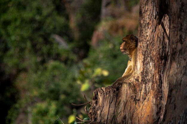 Macaca sylvanus. The Gibraltar monkey is a species of catarrhine primate of the Cercopithecidae family.