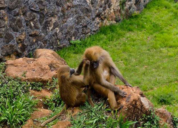 macacos jugando y limpiandose