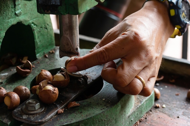 Фрукты Macadamia На заводе перед упаковкой