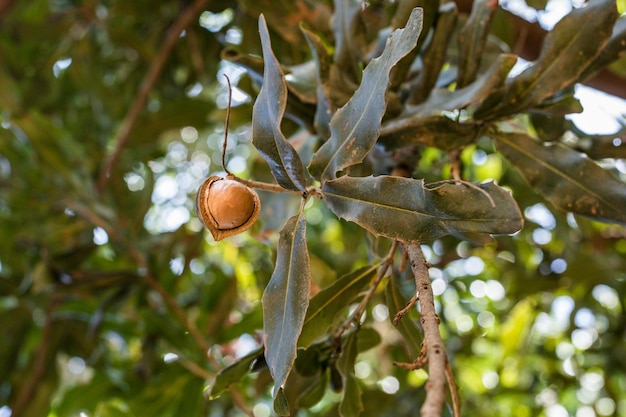 Macadamia is een geslacht van vier soorten bomen in de bloeiende plantenfamilie Proteaceae.