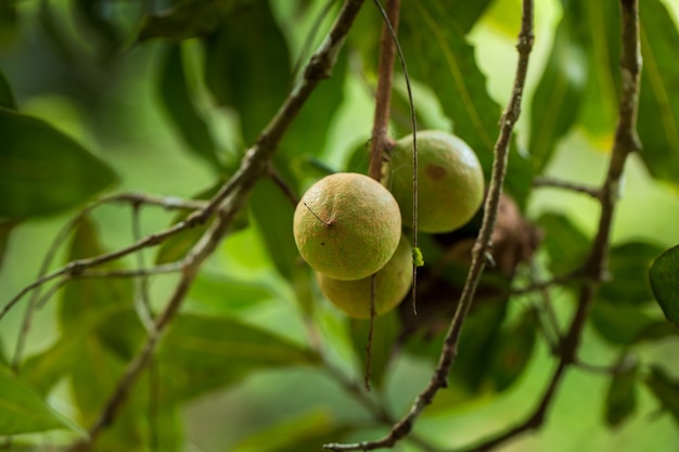 Macadamia-noten klaar om te oogsten