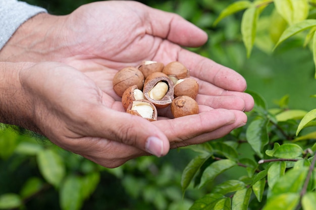 Macadamia noten klaar voor oogst