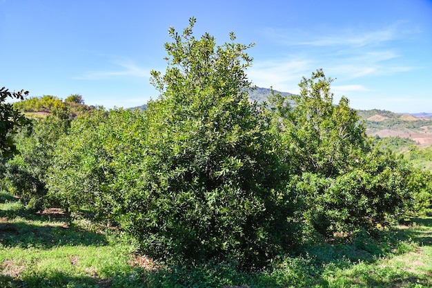 Macadamia-noten op macadamia-boomplant verse natuurlijke rauwe macadamia-noten in de tuin macadamia-notenfruit planten op berglandbouwgrond