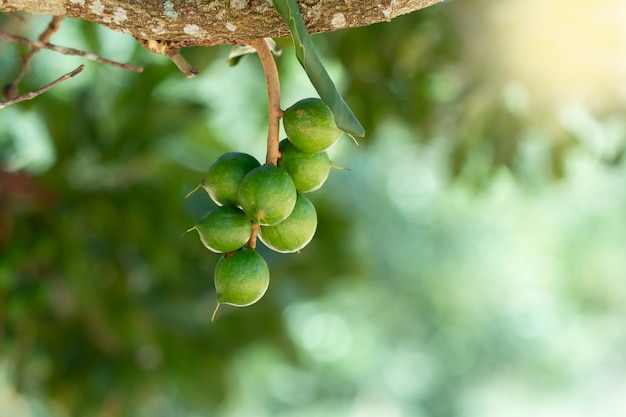 Foto noce di macadamia che appende sull'albero