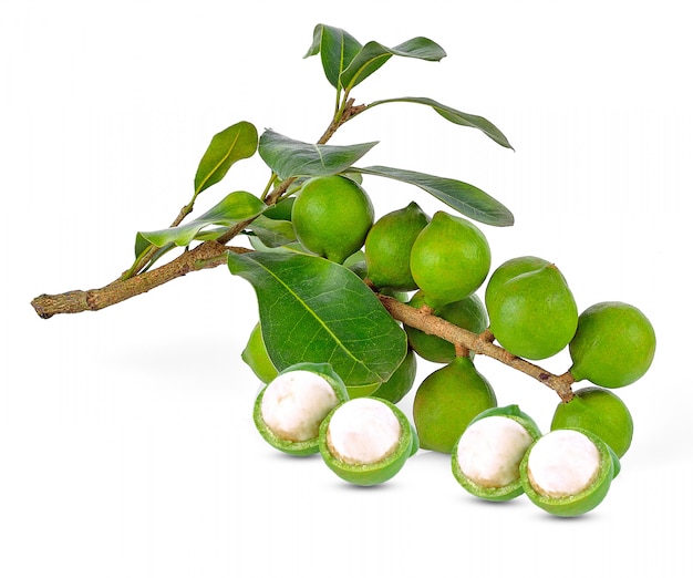 Macadamia nut and leaf on white background