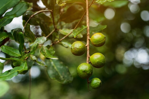 Macadamia nuts ready for harvesting