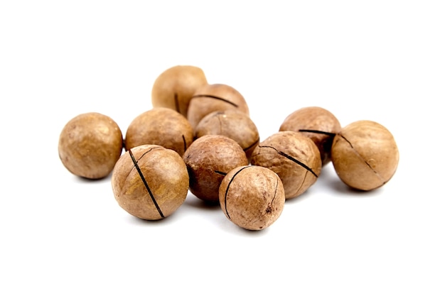 Macadamia nuts roasted in shell isolated