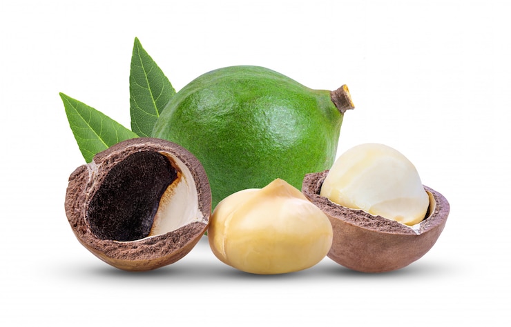 Photo macadamia nuts with leaf isolated on white background. full depth of field