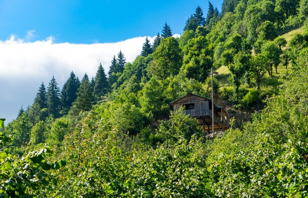 Долина Макахел в восточной части Черного моря Artvin Turkey