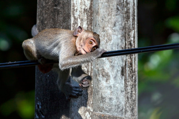 Primo piano del macaco nel suo habitat naturale. scimmie del sud-est asiatico. girato in cambogia..