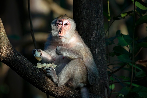 Macaque close-up in its natural habitat. Monkeys from Southeast Asia. Filmed in Cambodia..