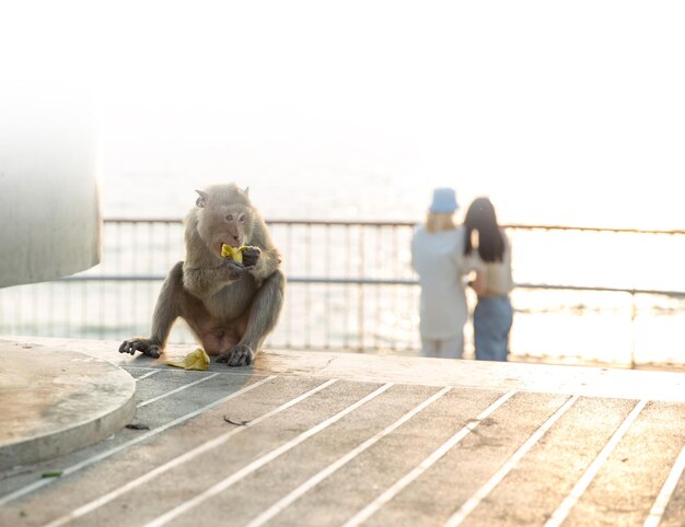 Macaque eating banana focus selective