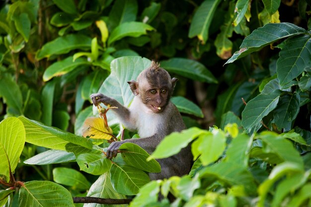 Macaque is sitting on a tree. Indonesia. The island of Bali.