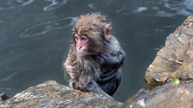 Macaque itch