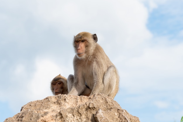 Macaque met lange staart, Krab-etende makaak