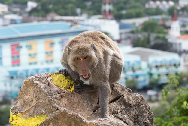 Macaque met lange staart, Krab-etende makaak