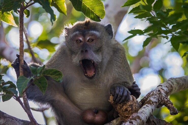 Foto macaque met open mond zit op een boom in het black river gorges national park