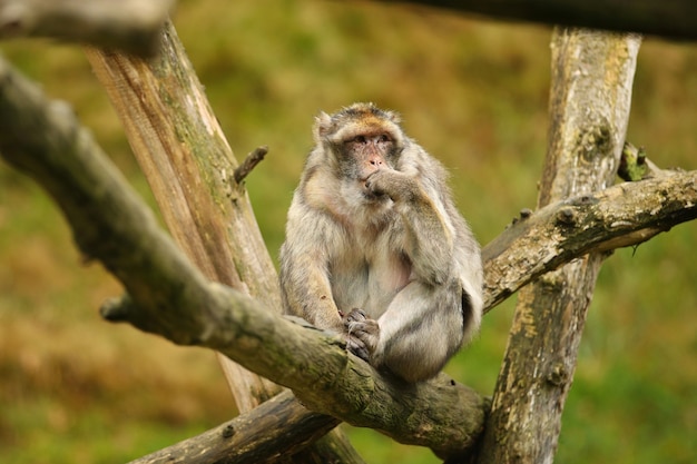 Macaque monkey in the nature