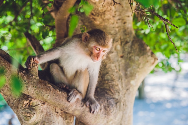 Macaque monkey sitting on a tree