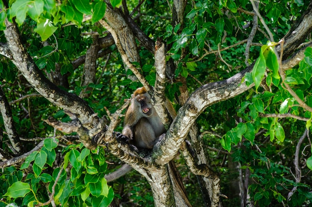 Макака сидя на мангровом дереве. Macaca flavicularis