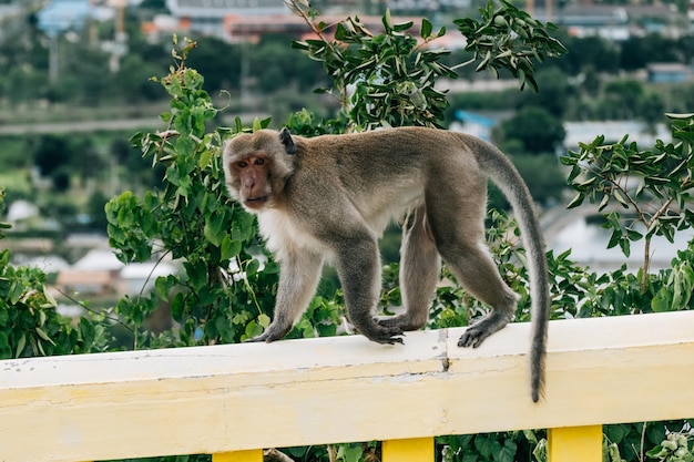 タイの街路にいるサル