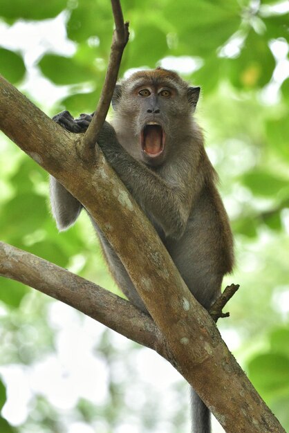 Photo macaque yawn