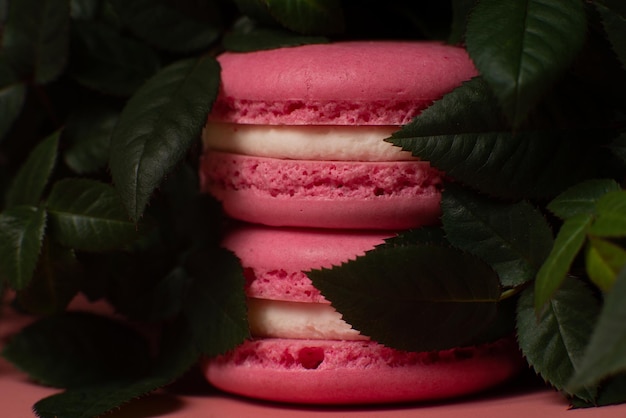 Розовый сладкий десерт Macaron в зеленых розовых листьях Сладкий ароматный французский десерт