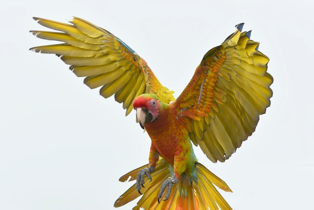 飛行中のコンゴウインコ鳥 (アラ マカオ)