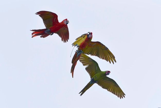 飛行中のコンゴウインコ鳥 (アラマカオ)