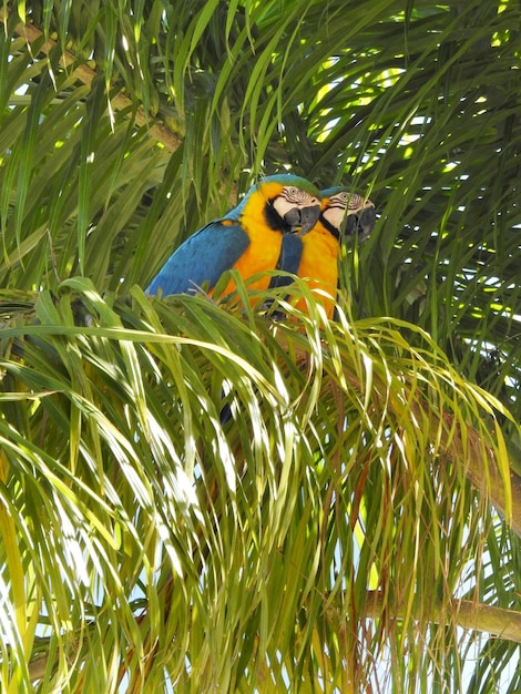 ヤシの木に生息するブラジル原産のコンゴウインコの鳥