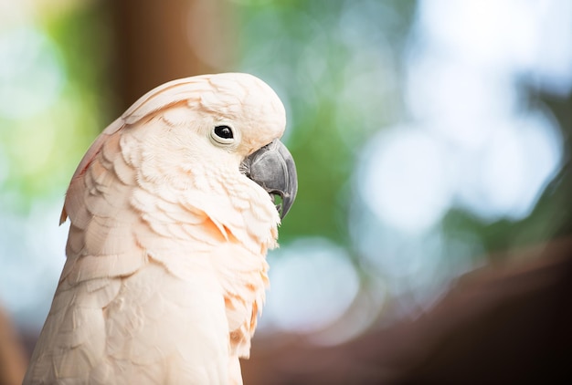 Macaw bird