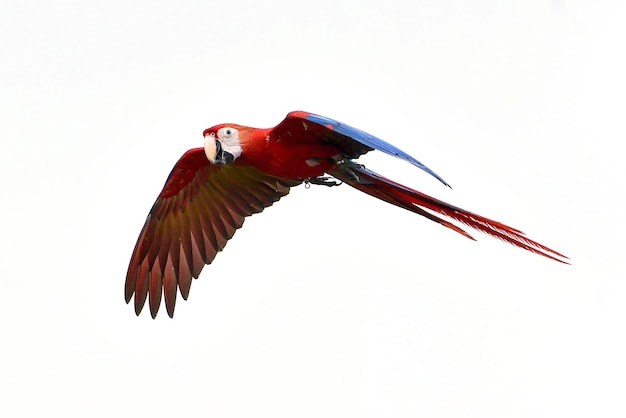 Photo macaw birds flying in the sky