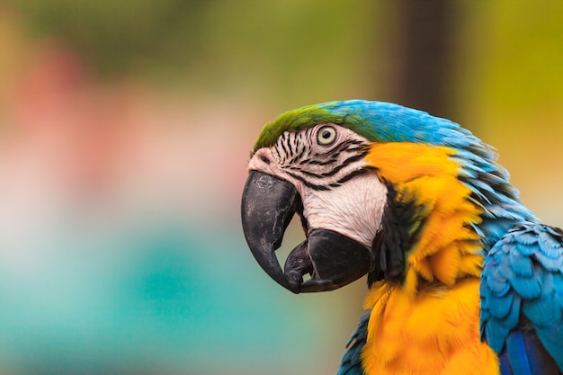 Macaw birds