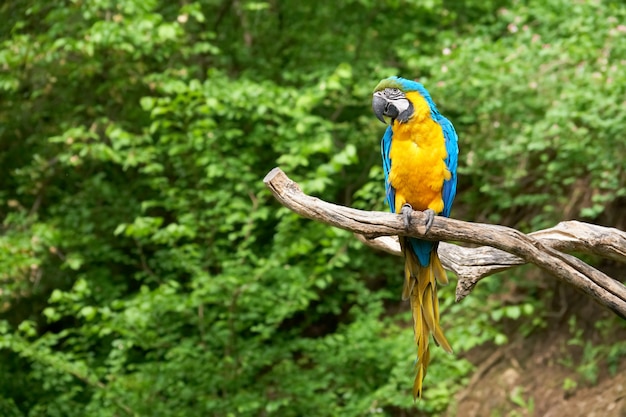 Macaw on the branch