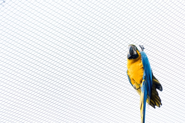 Macaw Caninde die vrij eet en vliegt in een park. Arara Caninde komt oorspronkelijk uit Brazilië.