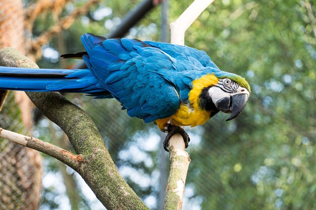 Macaw Caninde die vrij eet en vliegt in een park. Arara Caninde komt oorspronkelijk uit Brazilië.