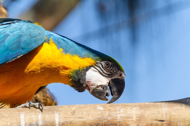 ブラジルのリオデジャネイロで屋外の木の枝に寄りかかっているコンゴウインコ。