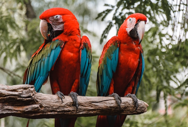 Macaw papegaai