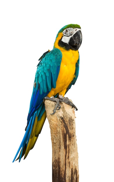 Macaw parrot bird