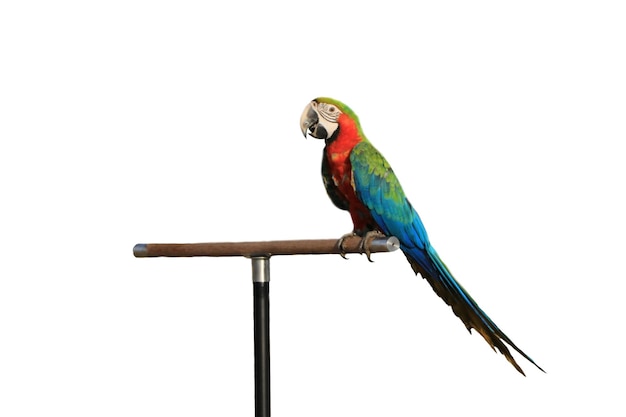 Photo a macaw parrot is standing on a perch