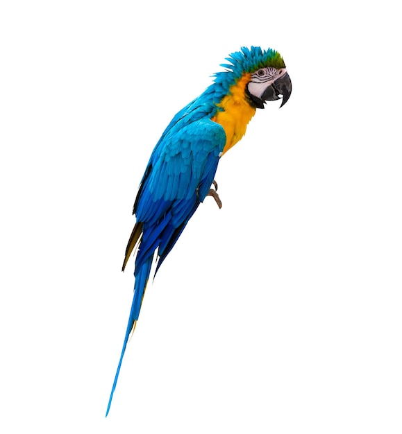 Photo macaw parrot parakeet perching on branch on white background isolate