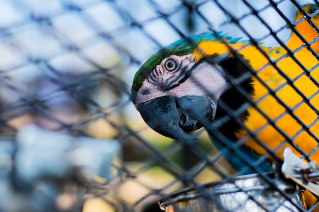 スチールケージのコンゴウインコのオウム。